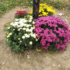 Meet your Posher, Ashly